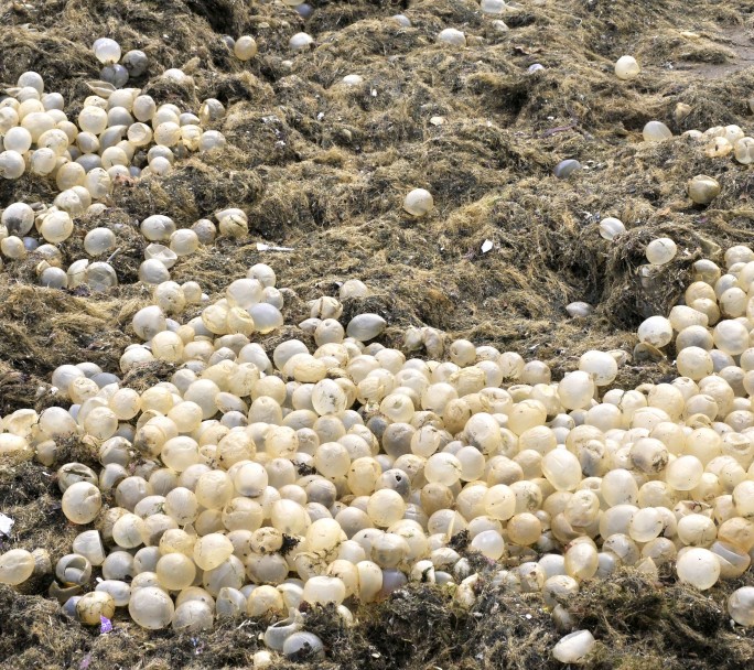 La playa Bristol en Mar del Plata colmada de algas y "huevos transparentes"